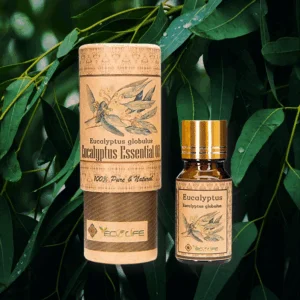 Tinh dầu khuynh diệp - Tinh dầu làm ấm