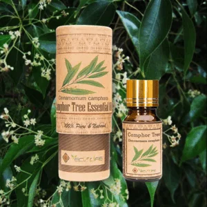 Tinh dầu long não - Tinh dầu giải cảm