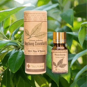 Tinh dầu màng tang - Tinh dầu massage